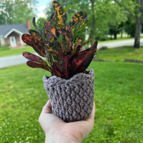 Cozy Alpine Plant Cover